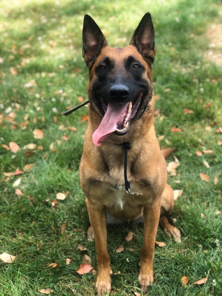 Nyx, a Belgian Shepherd tested with EmbarkVet.com