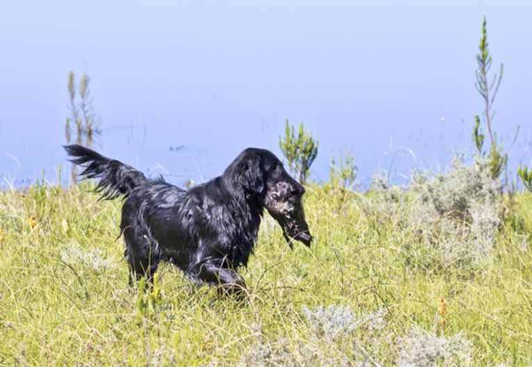 Delft, a Flat-Coated Retriever tested with EmbarkVet.com