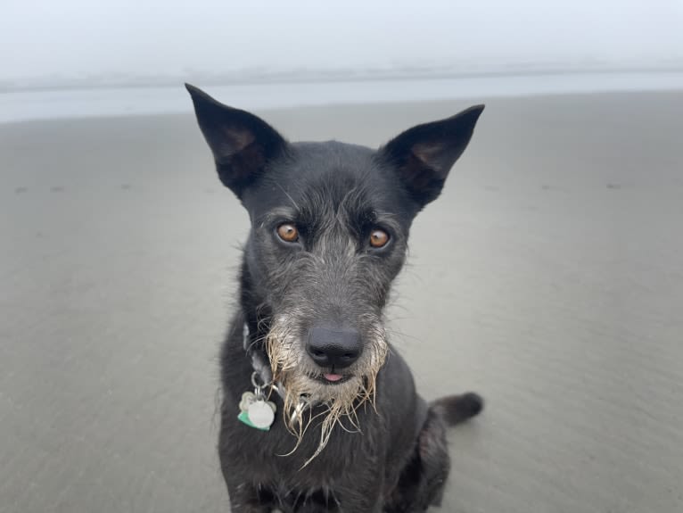 Samui, a Southeast Asian Village Dog and Poodle (Small) mix tested with EmbarkVet.com