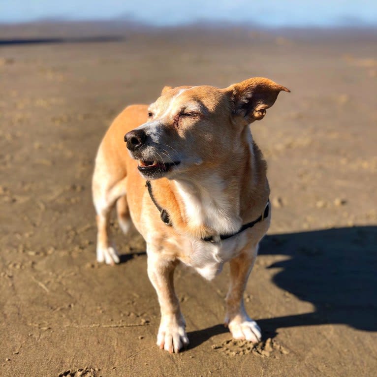Photo of Graham, an American Pit Bull Terrier, Chihuahua, Australian Shepherd, Lhasa Apso, Poodle (Small), and Miniature Pinscher mix in California, USA