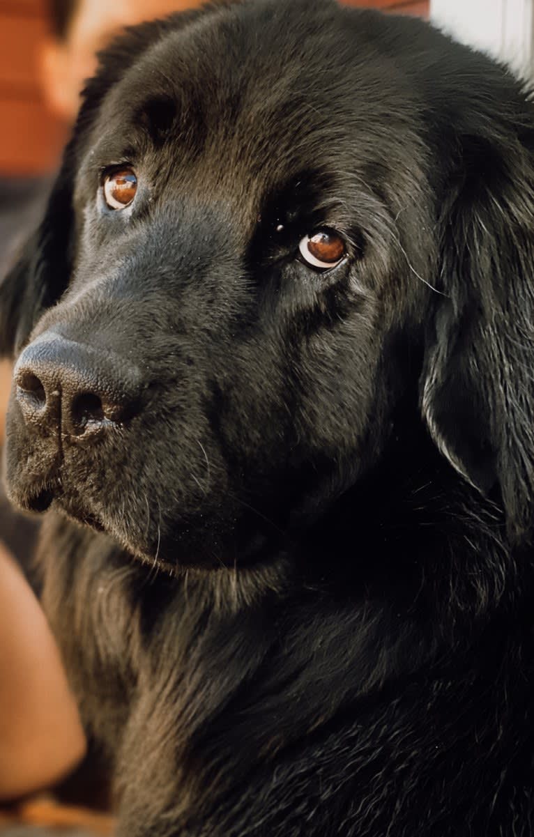 Maggie, a Newfoundland tested with EmbarkVet.com