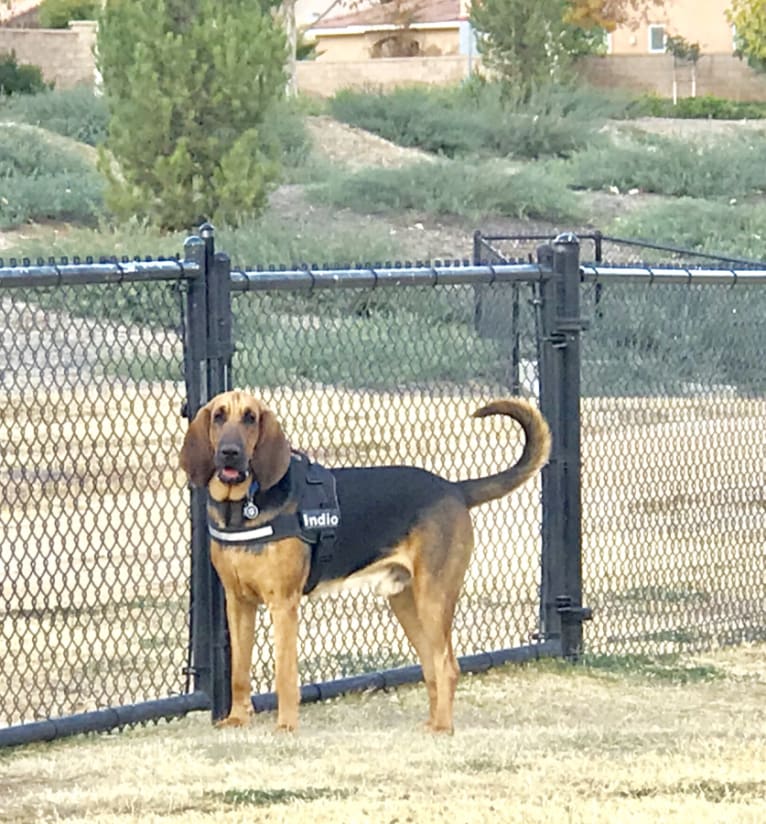 Indio, a Bloodhound tested with EmbarkVet.com