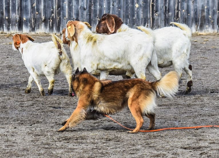 Brekka, a Belgian Shepherd tested with EmbarkVet.com