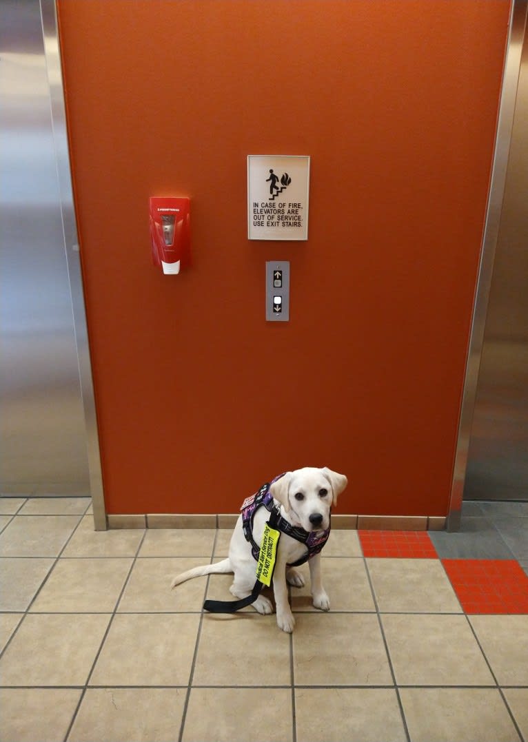 Missy, a Labrador Retriever tested with EmbarkVet.com