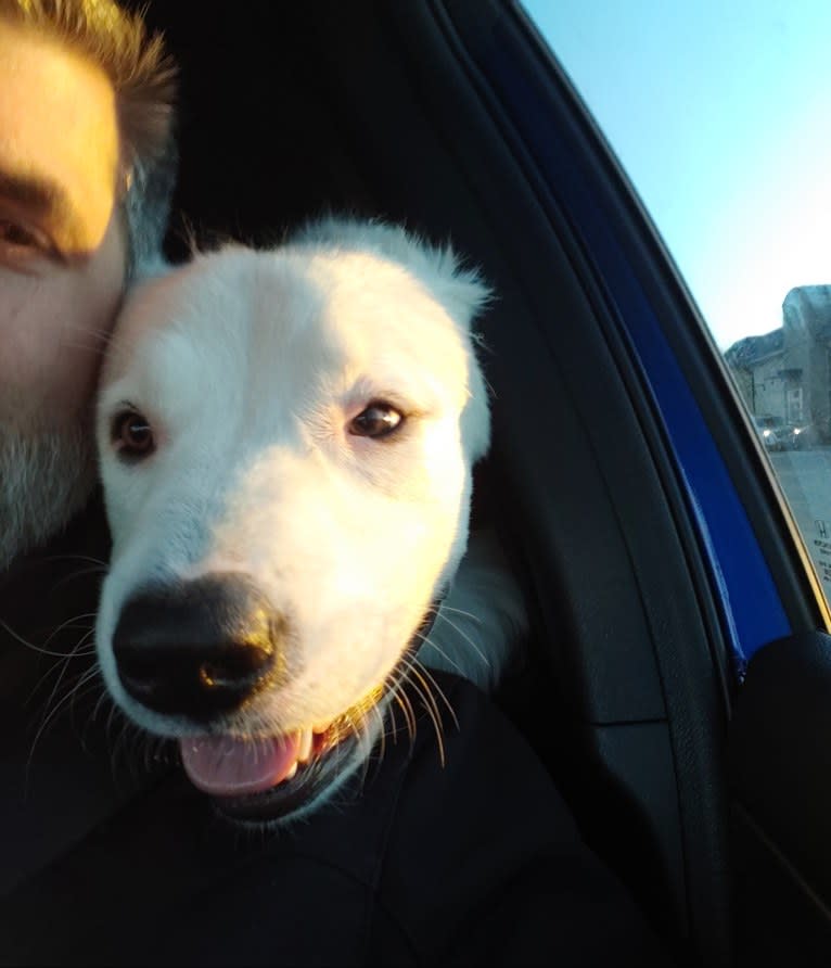 Bear, a Great Pyrenees and Labrador Retriever mix tested with EmbarkVet.com