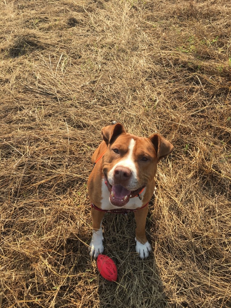 Buddy, an American Pit Bull Terrier and American Bulldog mix tested with EmbarkVet.com