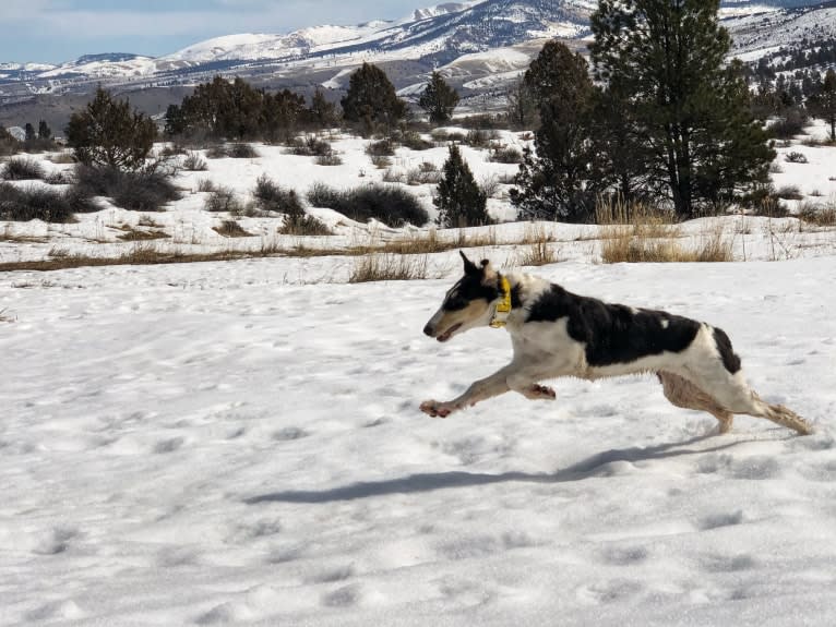 Lyra, a Borzoi tested with EmbarkVet.com