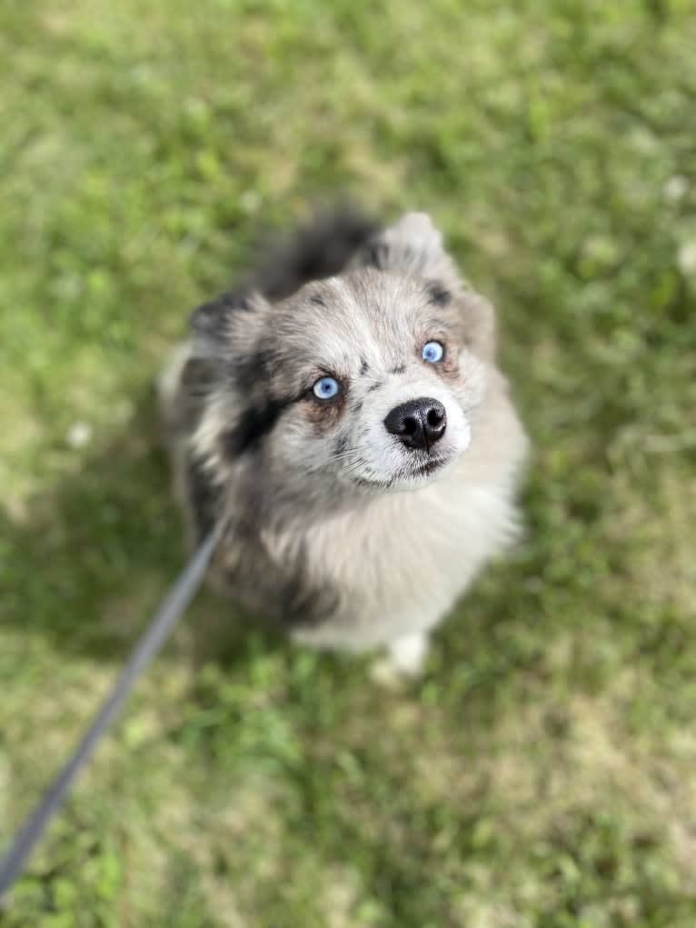 Jasper, a Pomsky tested with EmbarkVet.com