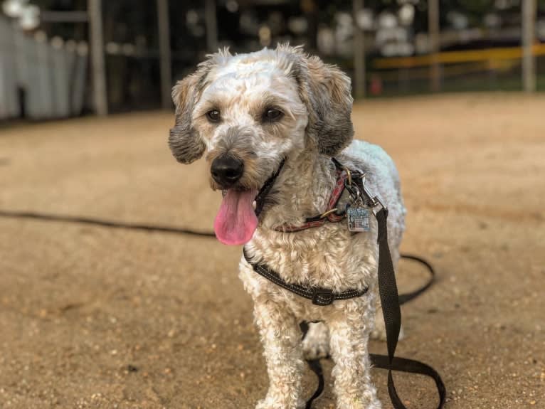 Chase, a Bichon Frise and Dachshund mix tested with EmbarkVet.com