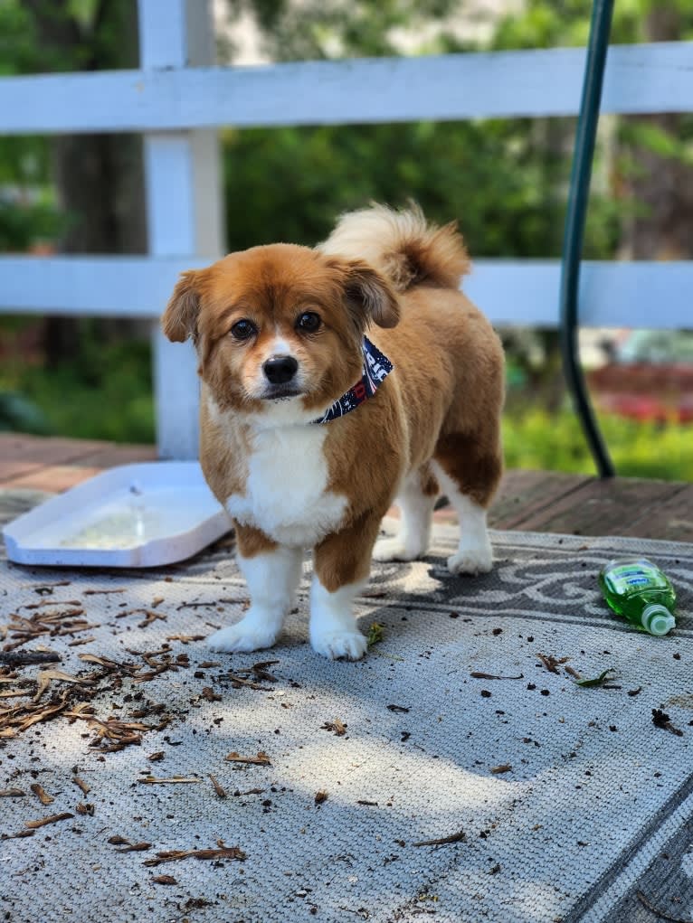 Choo Choo, a Chihuahua and Shih Tzu mix tested with EmbarkVet.com