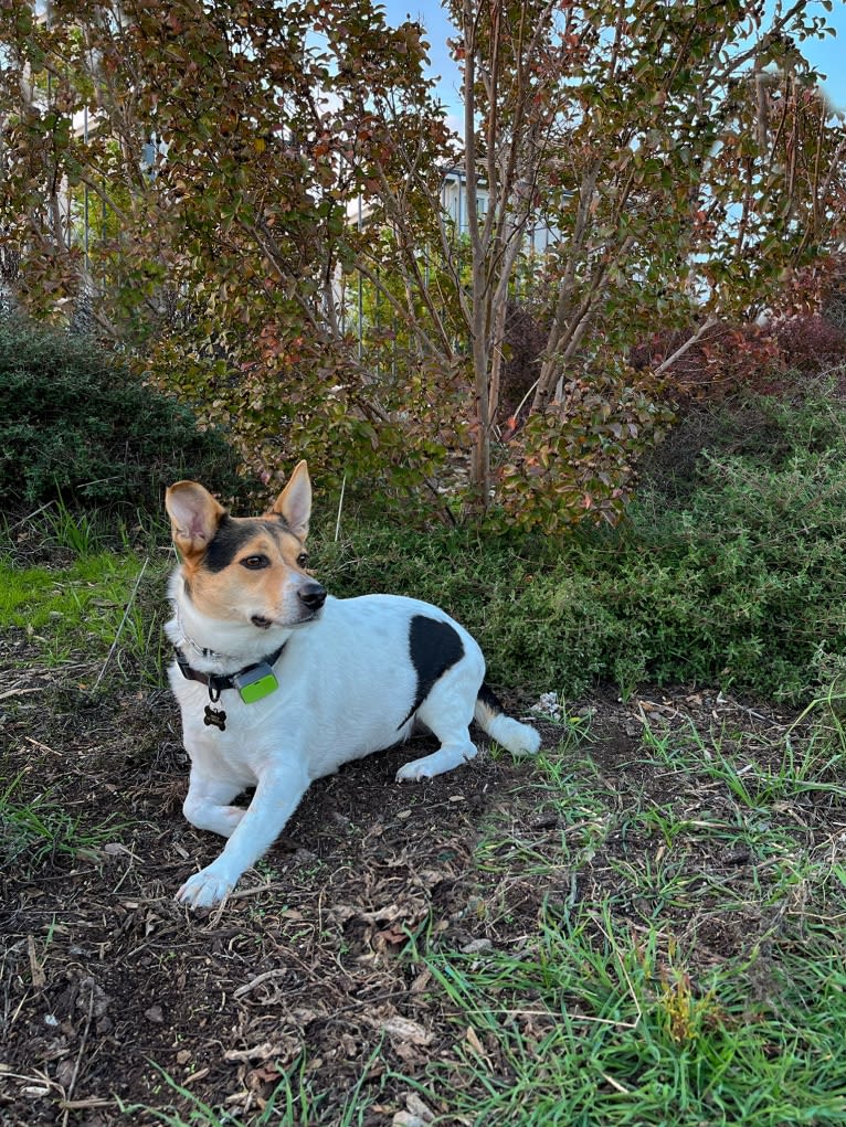 Freddie, an Australian Cattle Dog and Shih Tzu mix tested with EmbarkVet.com
