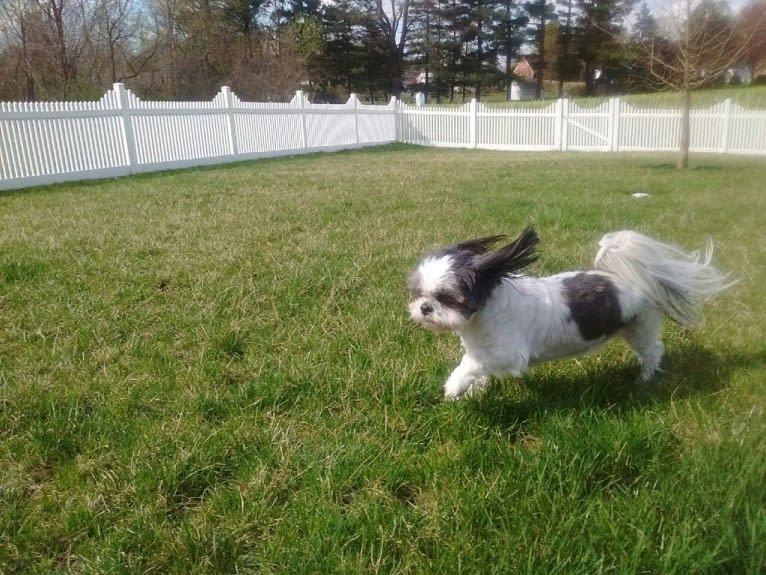 Harvey, a Shih Tzu tested with EmbarkVet.com