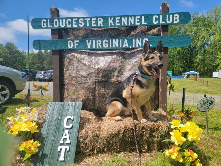 Hamlet, a German Shepherd Dog and Siberian Husky mix tested with EmbarkVet.com