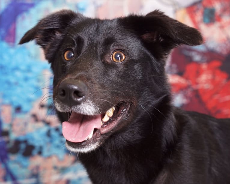 Xander, a Russell-type Terrier and Australian Shepherd mix tested with EmbarkVet.com