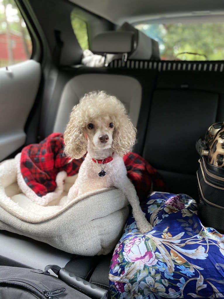 Reeves The Majestic, a Poodle (Small) tested with EmbarkVet.com