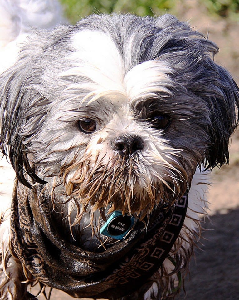 Tivo, a Shih Tzu tested with EmbarkVet.com