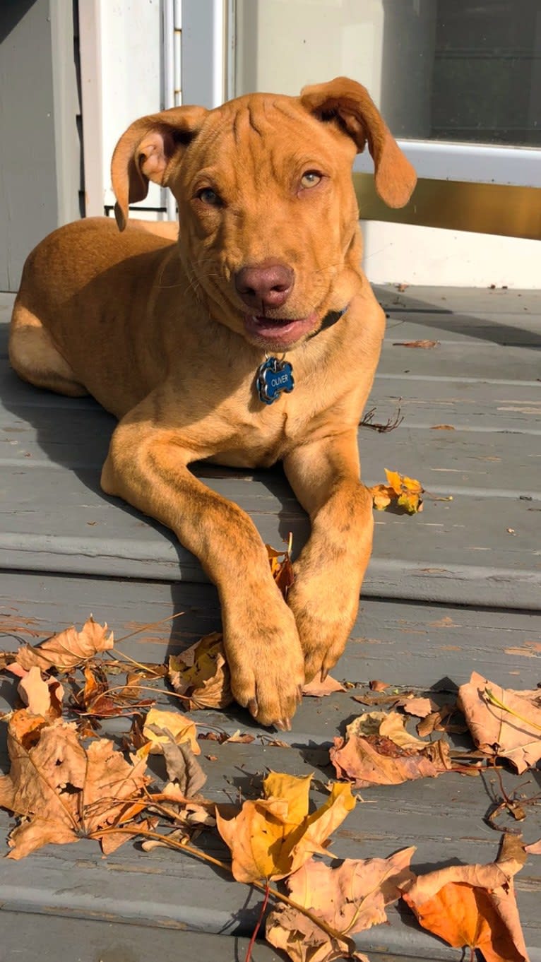 Photo of Oliver AKA Ollie, an American Pit Bull Terrier, Labrador Retriever, and Chihuahua mix in Georgia