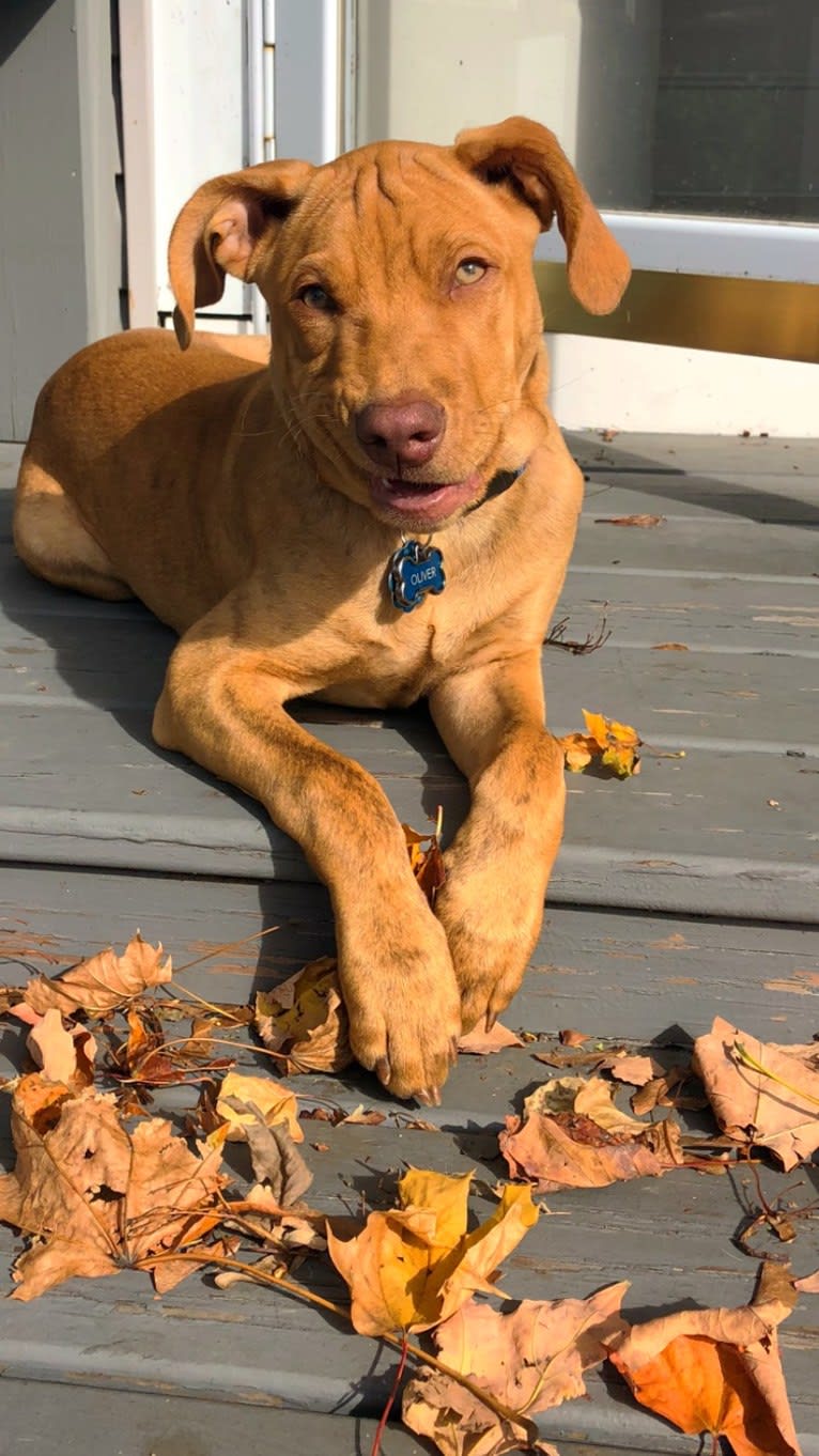 Oliver AKA Ollie, an American Pit Bull Terrier and Labrador Retriever mix tested with EmbarkVet.com