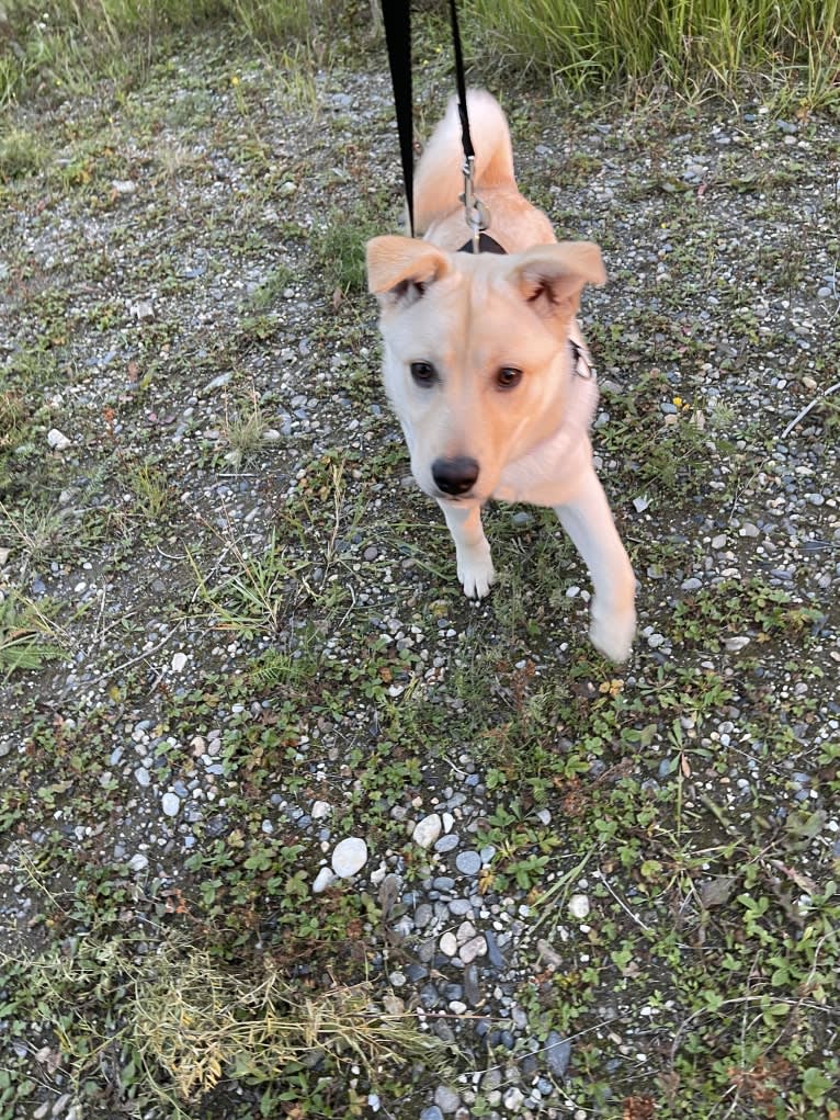 Nala, a Labrador Retriever and Chow Chow mix tested with EmbarkVet.com