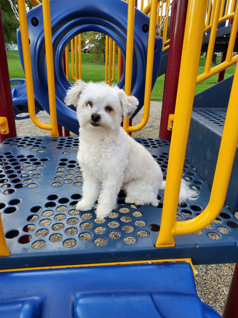 Peach, a Havanese and Bichon Frise mix tested with EmbarkVet.com