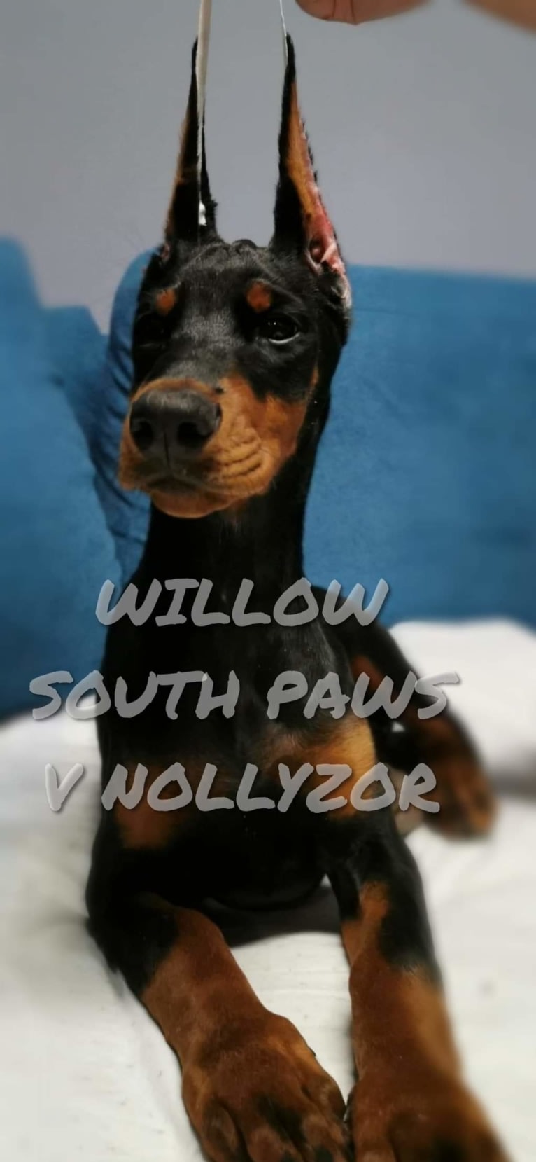 Willow, a Doberman Pinscher tested with EmbarkVet.com