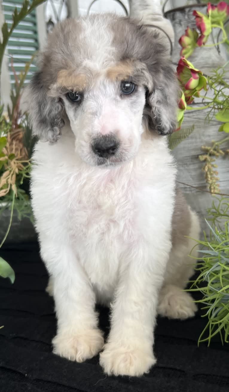 Lexie, a Poodle (Standard) tested with EmbarkVet.com