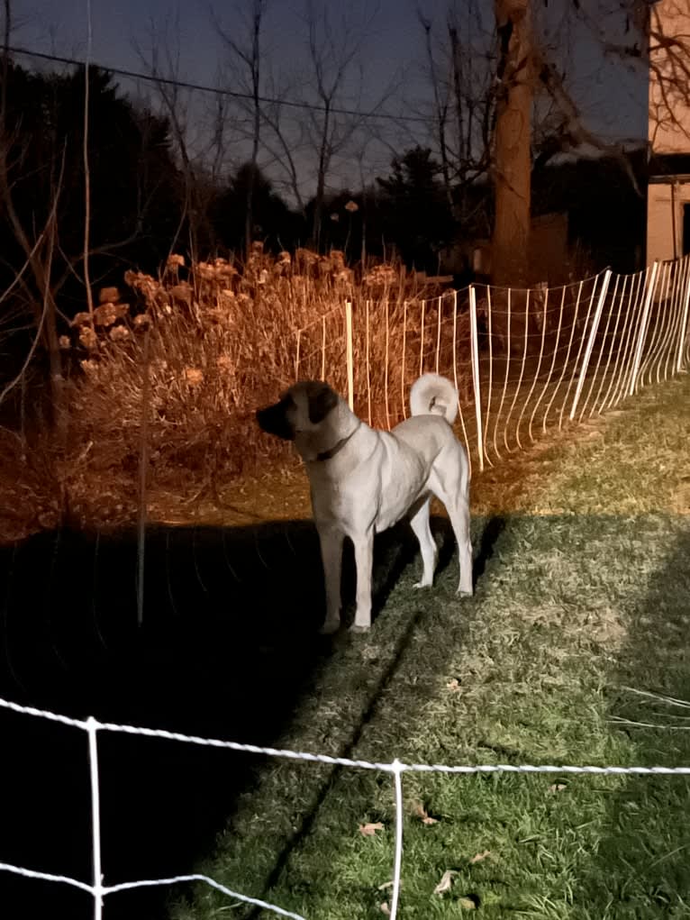 Wolf House Maysa, an Anatolian Shepherd Dog tested with EmbarkVet.com