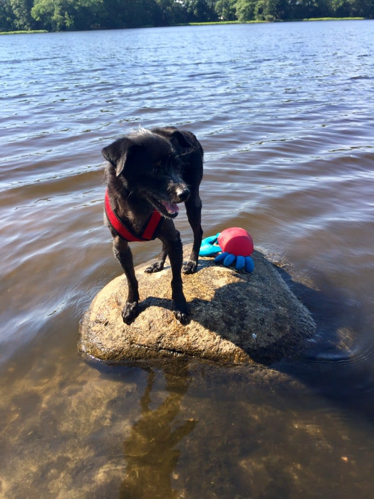 Eddie, a Poodle (Small) and Chihuahua mix tested with EmbarkVet.com