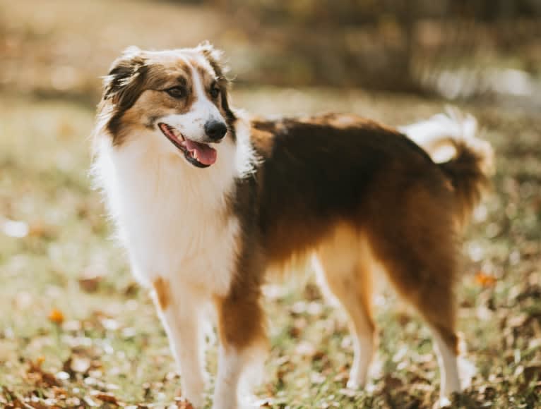 Sienna Rose, an Australian Shepherd and Collie mix tested with EmbarkVet.com