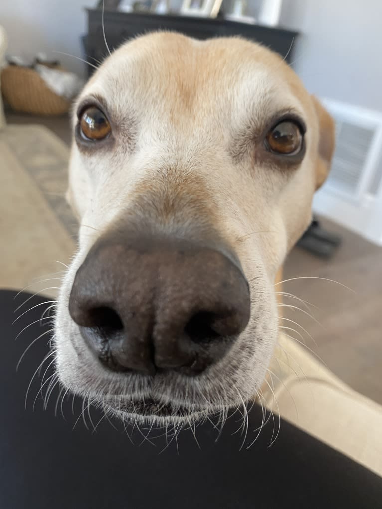 Jaxon, an American Pit Bull Terrier and Labrador Retriever mix tested with EmbarkVet.com