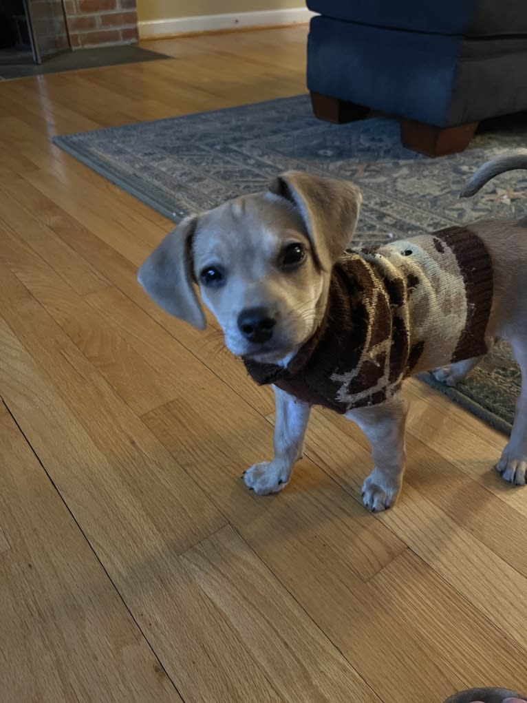 Gery, a Beagle and Poodle (Small) mix tested with EmbarkVet.com