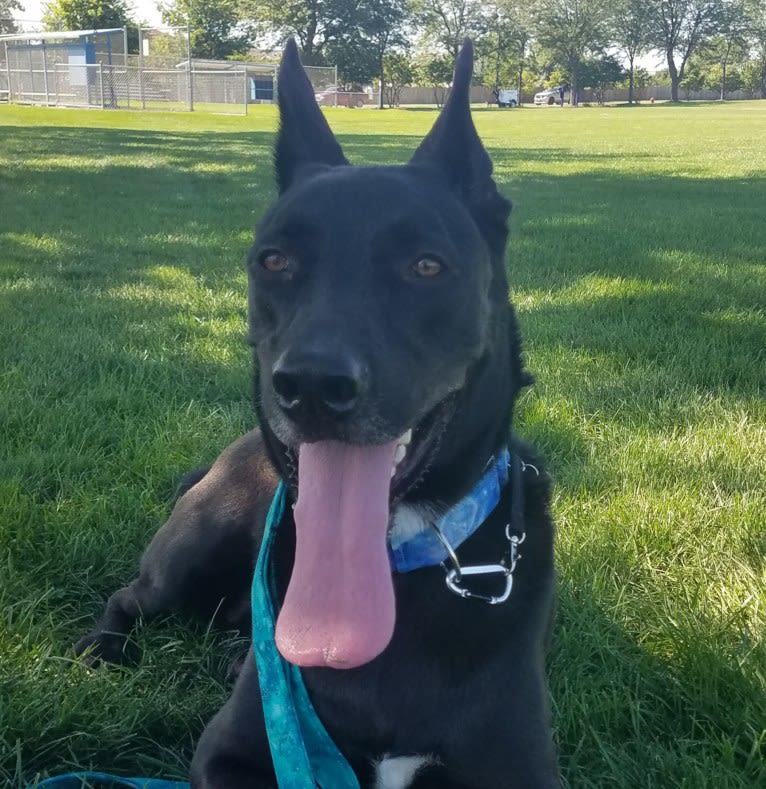 Rowan, a German Shepherd Dog and American Pit Bull Terrier mix tested with EmbarkVet.com