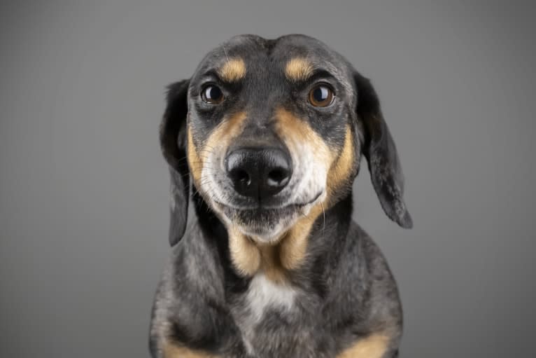 Carlos, a Dachshund and American Pit Bull Terrier mix tested with EmbarkVet.com