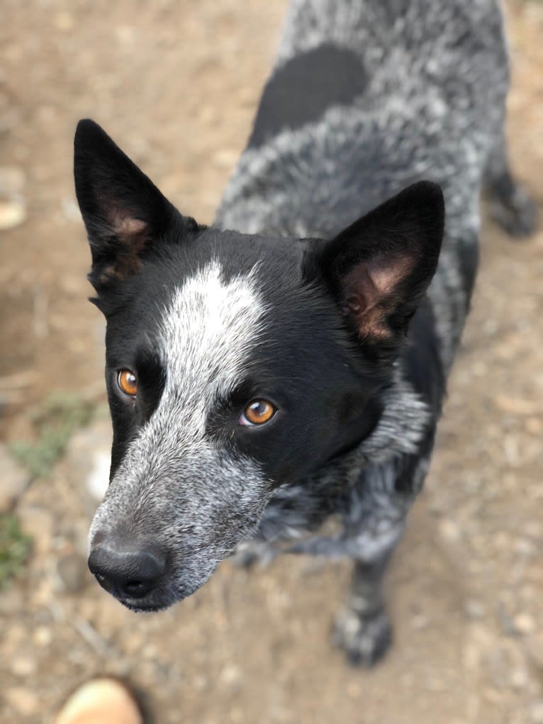 Bodie, an Australian Cattle Dog and Border Collie mix tested with EmbarkVet.com