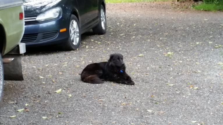 Cedar, a Chow Chow and Llewellin Setter mix tested with EmbarkVet.com