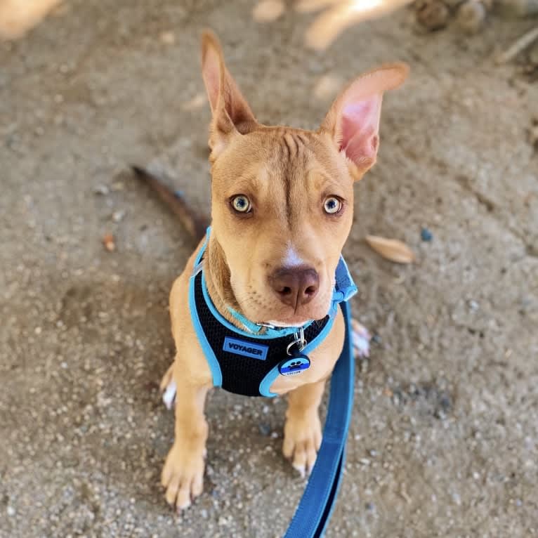 Gibson, an American Pit Bull Terrier and American Staffordshire Terrier mix tested with EmbarkVet.com