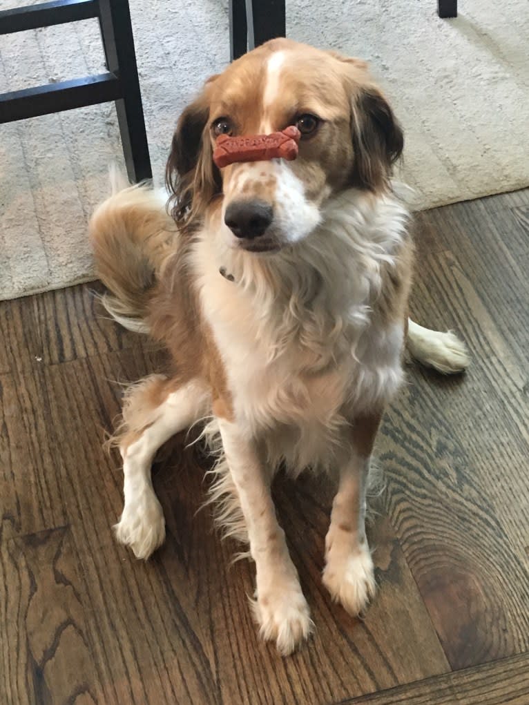 Luna, an English Springer Spaniel and Australian Shepherd mix tested with EmbarkVet.com