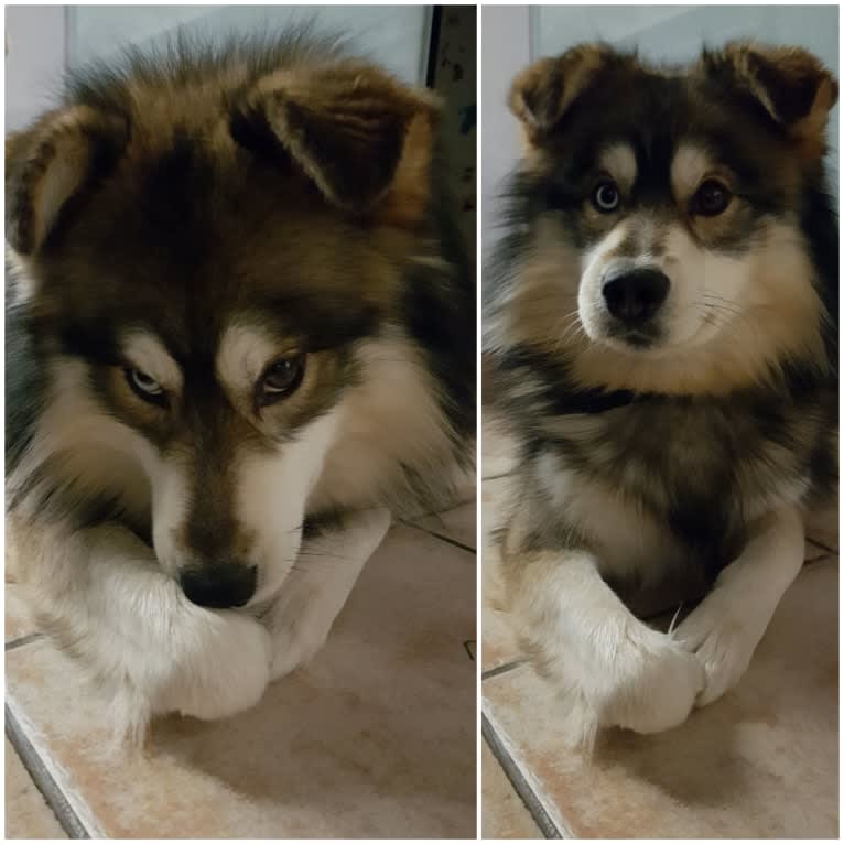 Nioki, a Pomsky (11.3% unresolved) tested with EmbarkVet.com