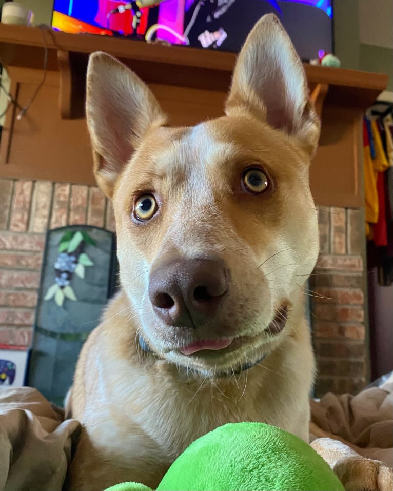 Lou, an Australian Cattle Dog and Australian Shepherd mix tested with EmbarkVet.com