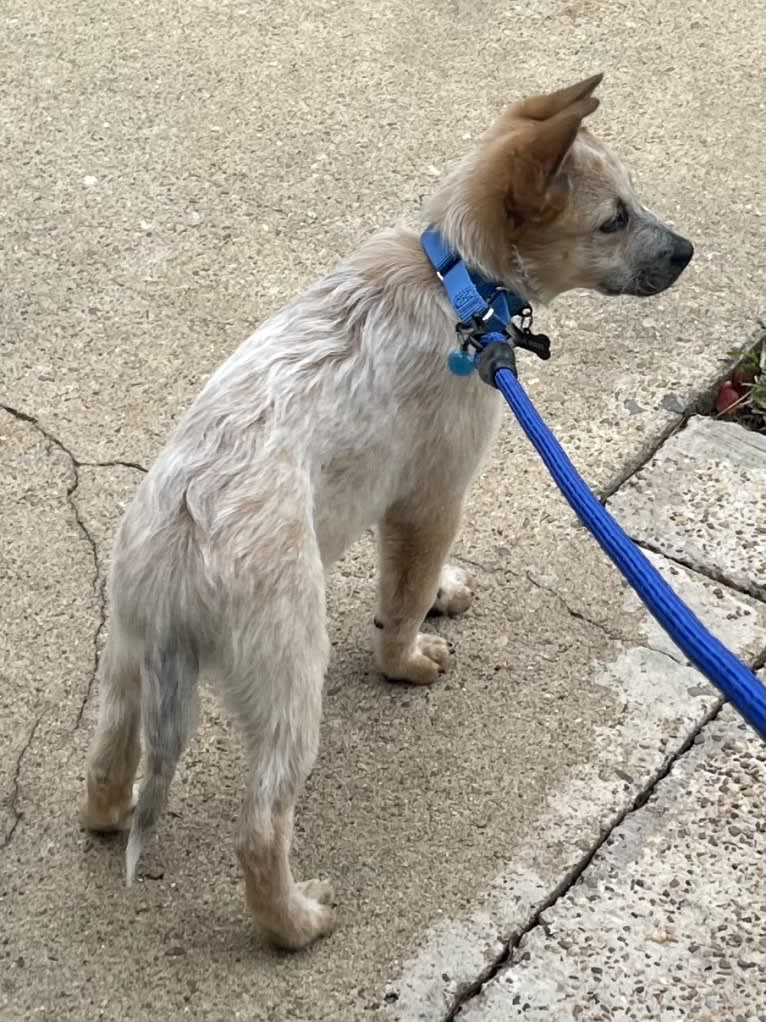 RAWLIE RIGGS, an Australian Cattle Dog and Poodle (Small) mix tested with EmbarkVet.com