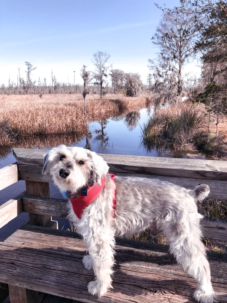 Lanier, a Miniature Schnauzer tested with EmbarkVet.com