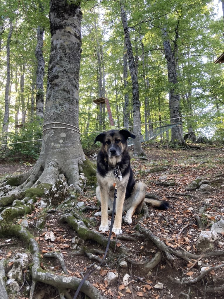 Duke, a German Shepherd Dog and Spanish Galgo mix tested with EmbarkVet.com