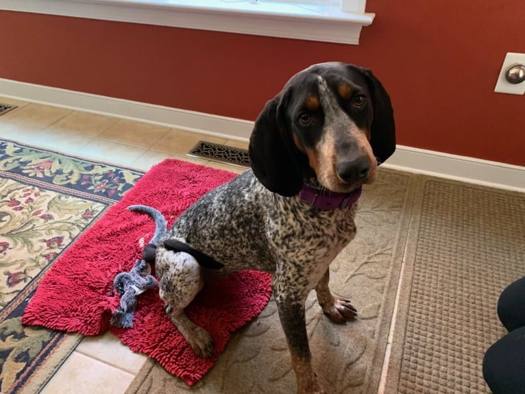 Tessa, a Bluetick Coonhound tested with EmbarkVet.com