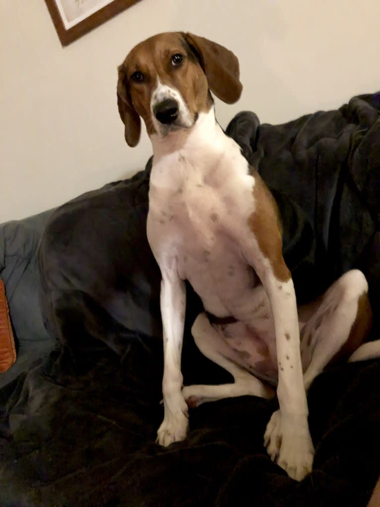 Roxy, a Treeing Walker Coonhound tested with EmbarkVet.com