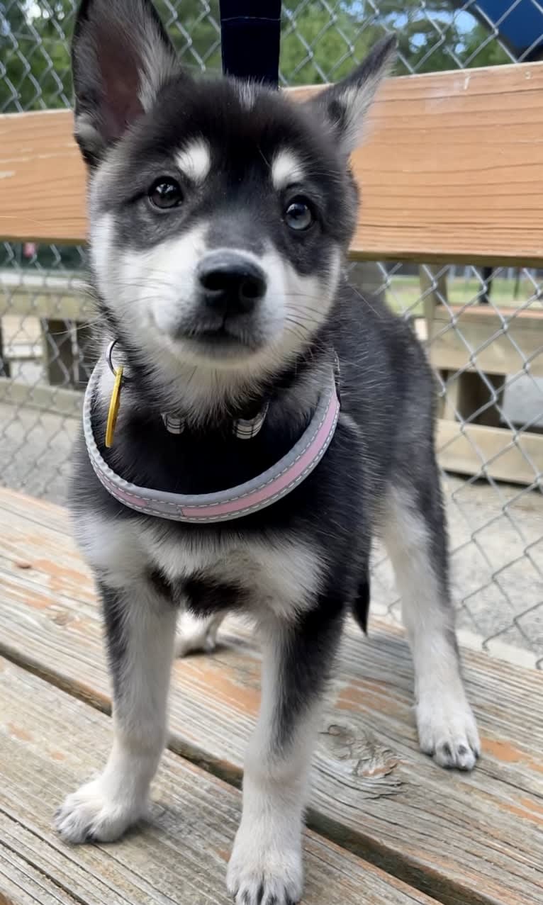 Mika, an Alaskan Klee Kai tested with EmbarkVet.com