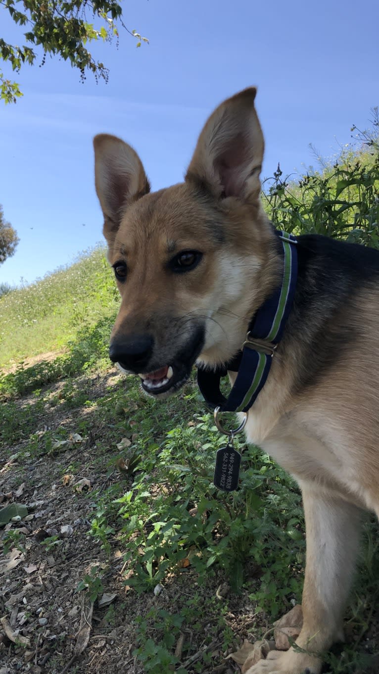 Shainee, a German Shepherd Dog and Australian Cattle Dog mix tested with EmbarkVet.com