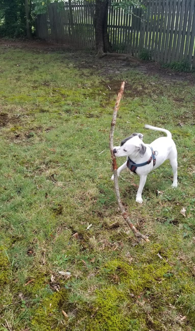 Bella Caroline, an American Pit Bull Terrier and American Staffordshire Terrier mix tested with EmbarkVet.com