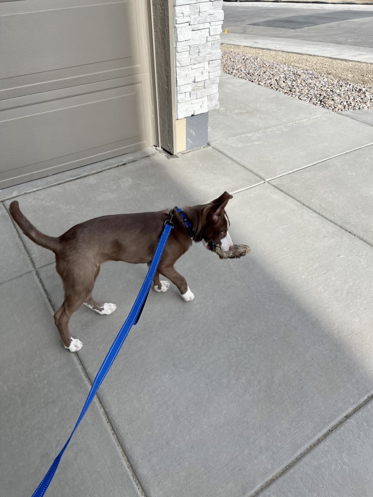 Sabine, a Siberian Husky and American Pit Bull Terrier mix tested with EmbarkVet.com