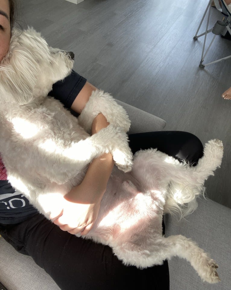 Jack, a Chinese Crested tested with EmbarkVet.com