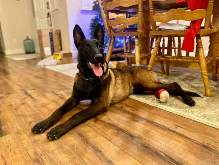 Bandit, a Belgian Shepherd tested with EmbarkVet.com